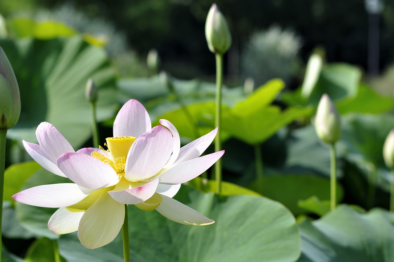 潍坊阳光花卉与残花宿存的花卉潍坊市花卉  第1张